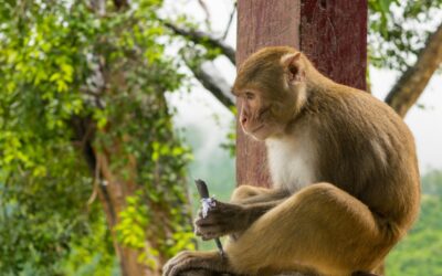 Cómo llegar a Monkeyland