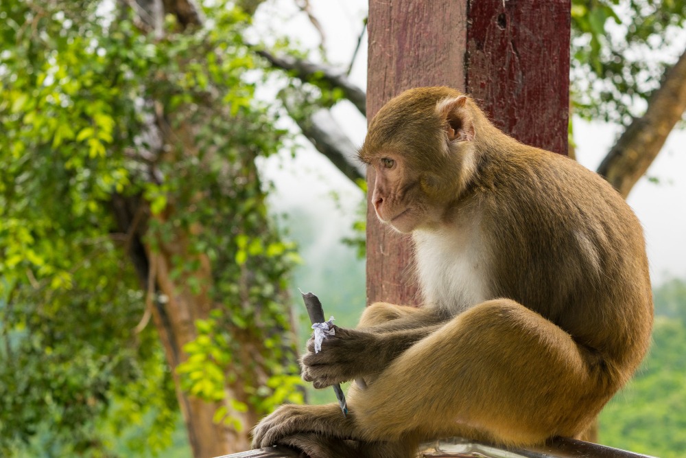 How to Get to Monkeyland
