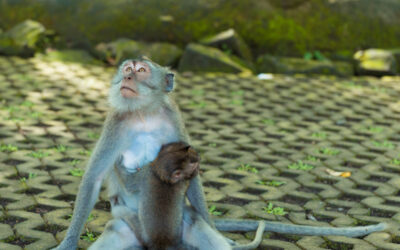 Que se passe-t-il à Monkeyland