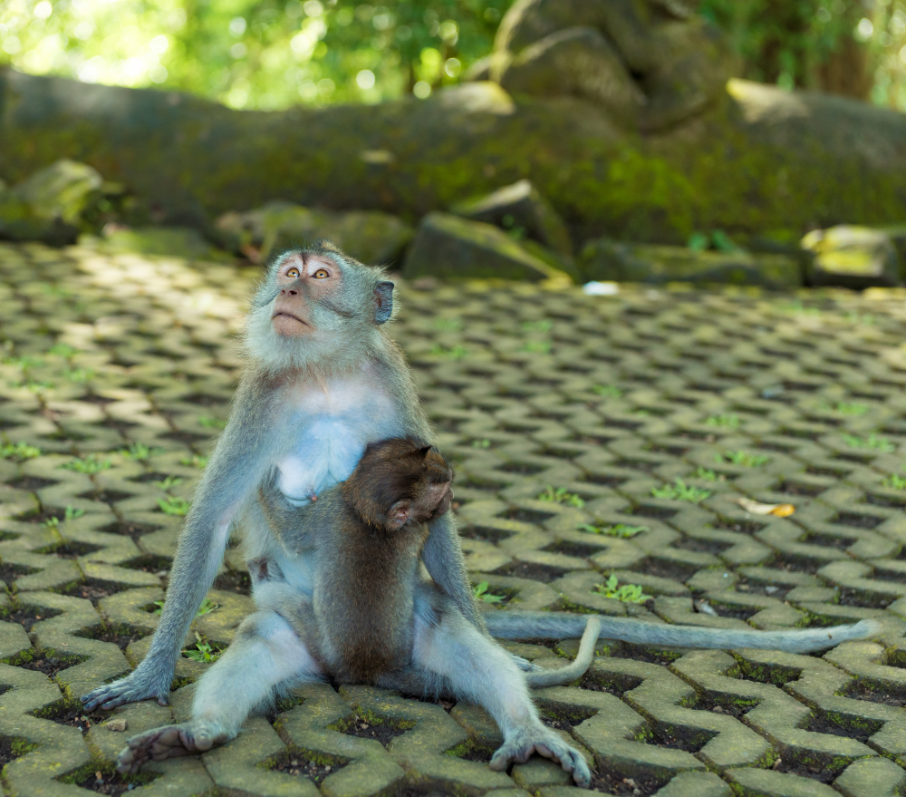 What Happens at Monkeyland