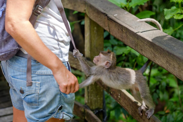 Monkeyland — Punta Cana tour