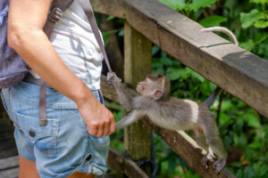 Monkeyland